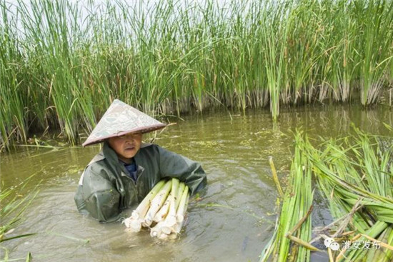 一两白银一根蒲，淮安蒲菜“特别特”！