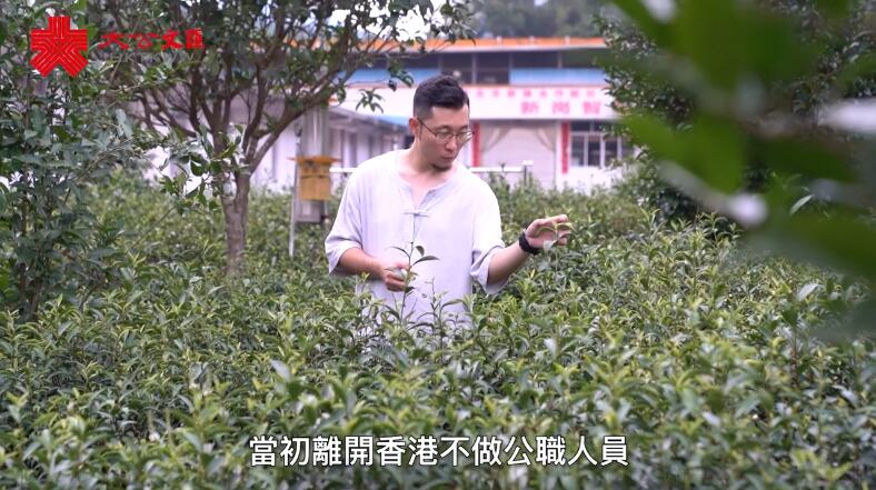 港人北上｜棄香港鐵飯碗　港青肇慶做茶農種出新機遇！
