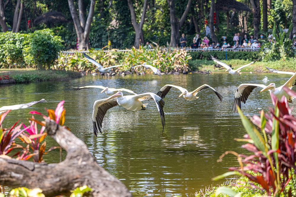 【大美广东】In the vicinity of rare birds!  暖春出游，探知珍稀鸟类生活乐园