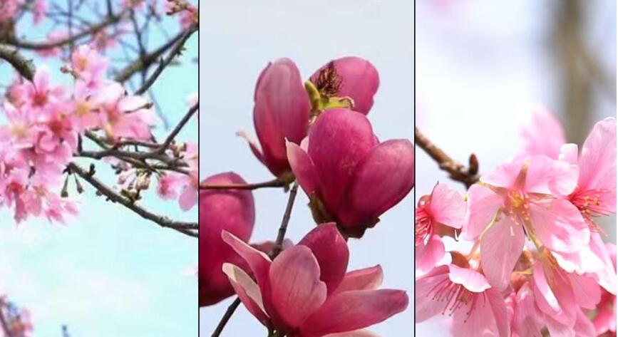 【大美广东】Baiyue flowers are in bloom, spring is approaching  云浮：百越花开，春山可望