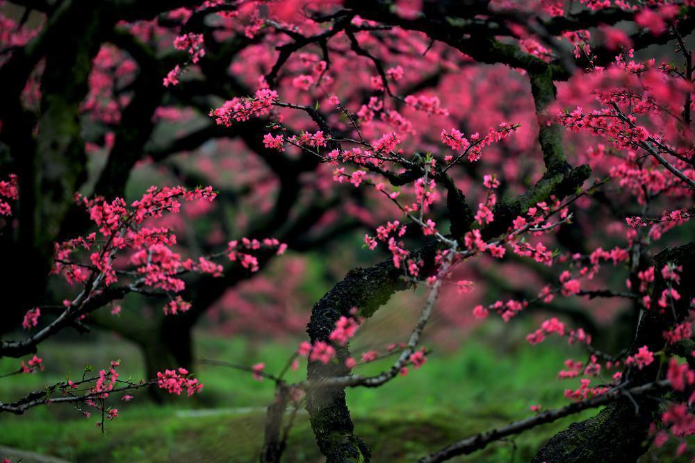 【大美广东】The blooming peach blossoms enrich people!  河源连平：朵朵桃花开出富民产业