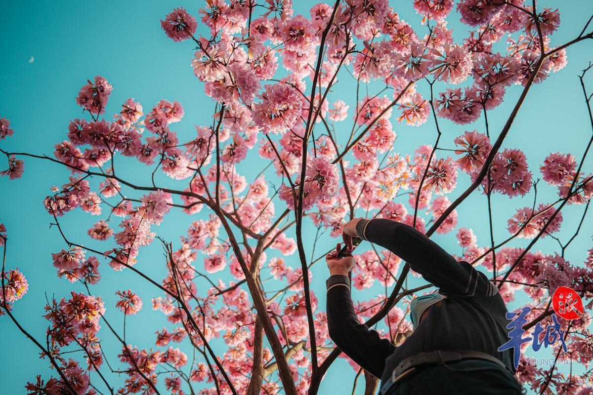 【大美广东】Blossoms are in full bloom in Guangzhou  春风一夜到花城，百般红紫斗芳