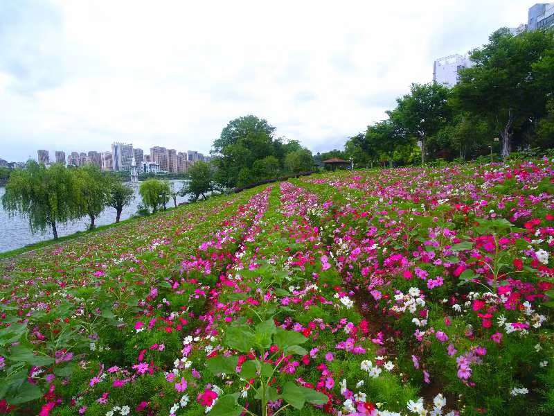 黄山市屯溪区积极践行绿色发展理念广种波斯菊