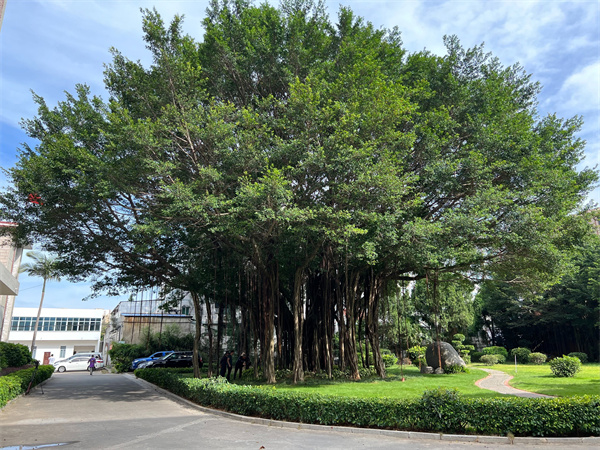 绿水青山带笑颜丨榕为大木 犹荫十亩
