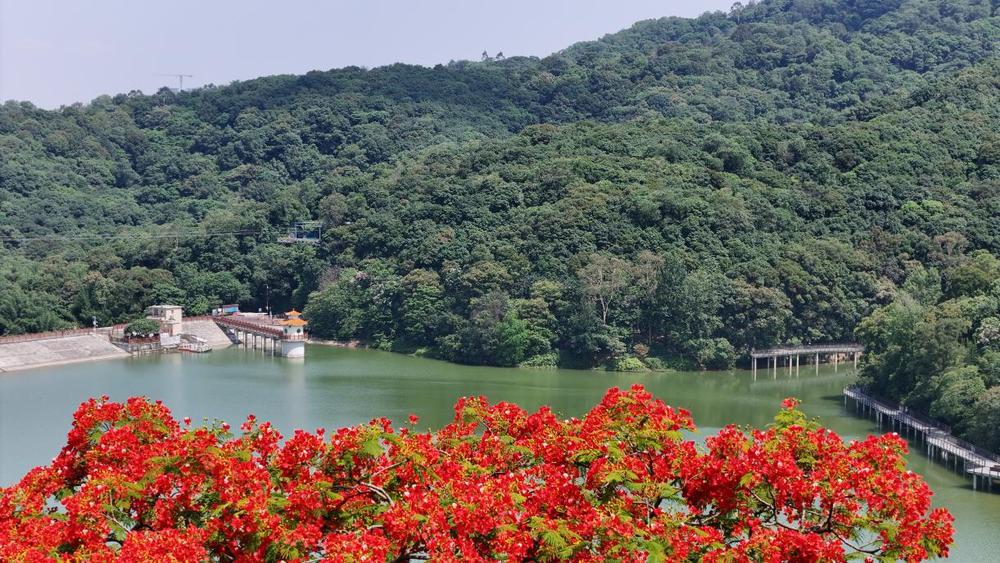 【大美广东】Huangpo Cave Reservoir of Guangzhou Baiyun Mountain Scenic Area takes on a fresh look  广州白云山黄婆洞水库展现“绿美”新颜