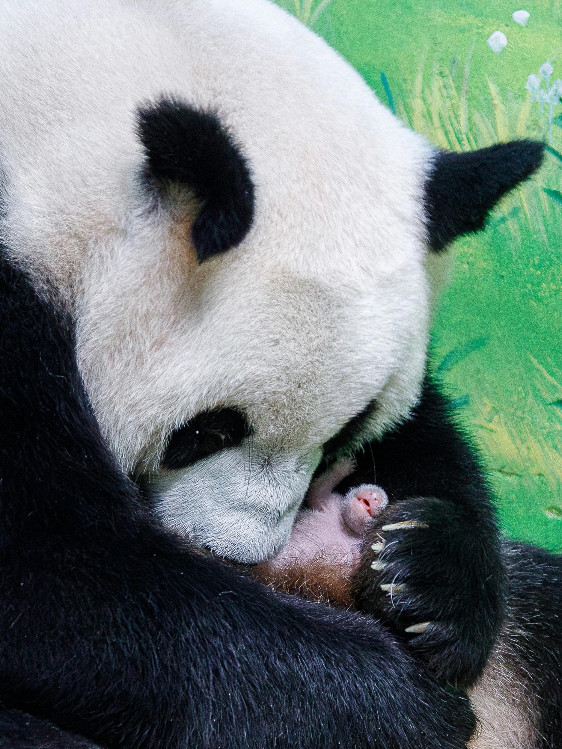 【大美广东】Giant panda Mengmeng, the eldest of the world's only panda triplets, gave birth to a cub  全球唯一大熊猫三胞胎老大“萌萌”顺利产仔