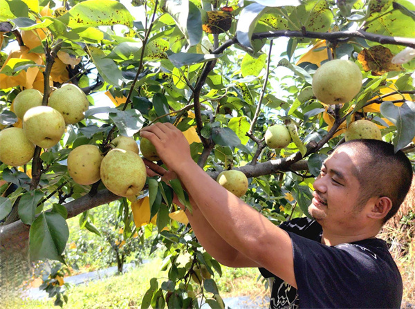 【大美广东】It's time to pick Jingbao Pears in Chini, Huadu  花都赤坭晶宝梨开摘