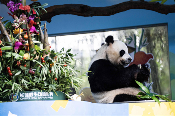 【大美广东】Fans gather in Guangzhou to celebrate the 10th birthday of the world's only giant panda triplets 猫粉齐聚广州，共庆全球唯一三胞胎大熊猫十周岁