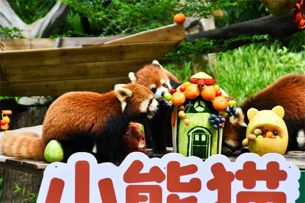 【大美广东】Guangzhou Zoo celebrates a sweet summer on the Qixi Festival ​广州动物园七夕也要甜一“夏”