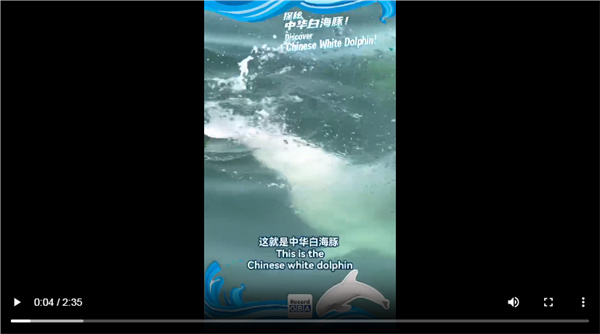 中华白海豚你知多少？跟CC一起探秘吧！