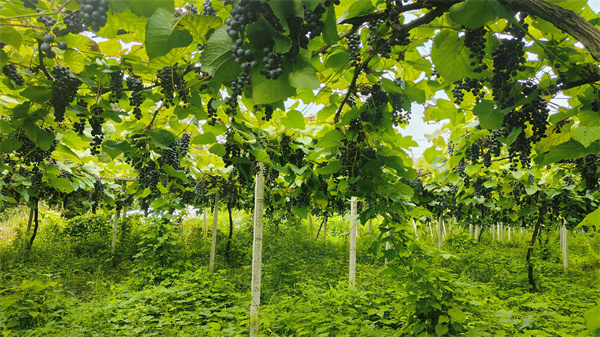 【大美广东】Yunyan, Shaoguan: Grapes are ripe and hang full on the vines, filling the orchard with fragrance  韶关乐昌云岩：葡萄丰收挂满藤，满园飘香采摘忙