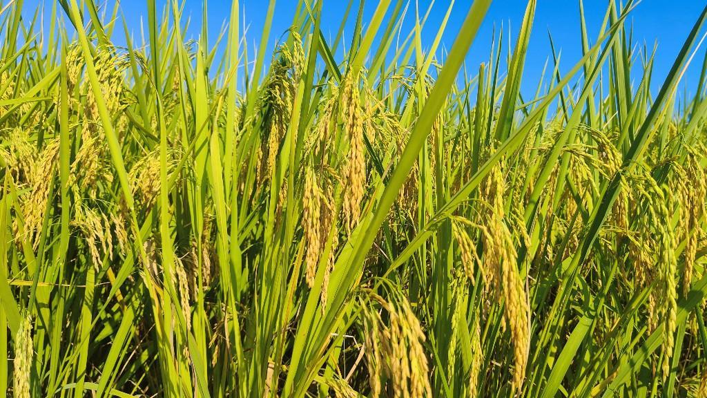 【大美广东】Yunyan, Shaoguan, Guangdong: The breeze carries the fragrance of rice, while the late rice harvest are in full swing  广东韶关乐昌云岩：风吹稻谷香，晚稻收割忙