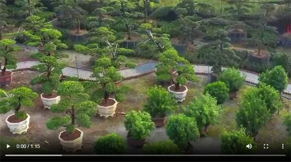 【大美广东】Guangzhou Huadu Chini Bonsai: White Dew Quietly Nurtures the Autumn Harvest  广州花都赤坭盆景：“白露无声育秋实”