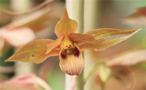 【大美广东】Eulophia zollingeri, a rare wild plant,bears fruit in Guangzhou Liuxi River National Forest Park  广州市流溪河国家森林公园濒危野生无叶美冠兰结果