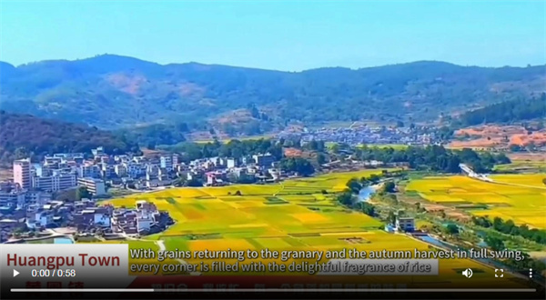 【大美广东】Huangpu Town in Lechang, Shaoguan: A Bustling Autumn Harvest as Grains Return to the Granary, with Fields Filled with Picturesque Abundance 韶关乐昌黄圃镇：粮归仓秋收忙，满田尽是好“丰”景