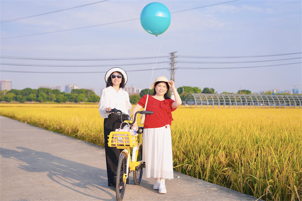 【大美广东】The rice fields in Dongguan showcase the harvest scene, attracting many visitors to take photos 东莞稻田“丰”景如画，吸引市民游玩拍照打卡