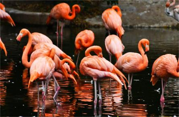 【大美广东】Guangzhou Zoo strengthens biosafety control, about 400 birds vaccinated  约400只禽鸟“排队”打疫苗，广州动物园强化生物安全防控