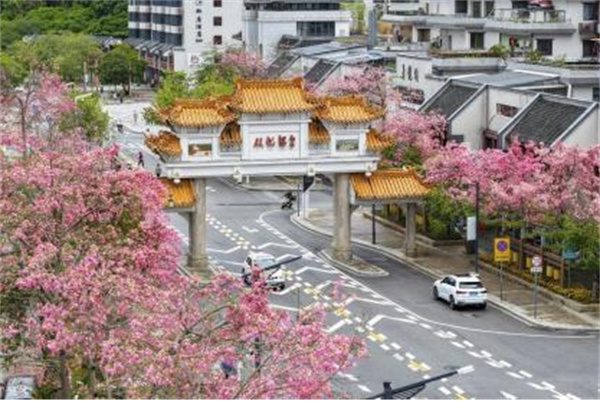 【大美广东】Enjoy rare hot spring and enjoy the kapok flowers bloom! Guangzhou Conghua District holds the first Silk Kapok Festival  享珍稀温泉，看木棉花开！广州从化：举办首届丝木棉节