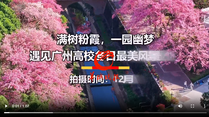 【大美广东】Trees with pink blossoms embellish the campus garden. Discovering the wonderful wintery view of campus in Guangzhou  满树粉霞，一园幽梦，遇见广州高校冬日最美风景线！