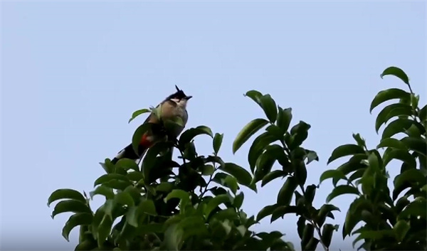 【大美广东】The fruits of Euryodendron excelsum are ripe, attracting birds to taste them  猪血木果实成熟 吸引鸟儿来“聚餐”
