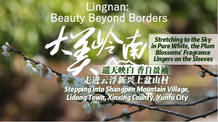 【大美广东】Plum Blossoms of Shangpen Mountain in Yunfu: Stretching to the sky in pure white, their fragrance lingers on the sleeves  云浮上盆山梅花：遥天映白 香自盈袖