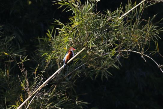 【大美广东】Several greenways are waiting for you to watch birds in winter!  冬季到广州来观鸟，这十条碧道欢迎来打卡