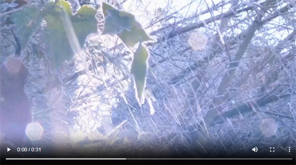 【雲上嶺南】Guangdong's first icicles of 2025! The crystal-clear icicles adorn the mountains and forests, creating a picturesque scene  广东2025年第一场冰挂！晶莹点缀山林美如画