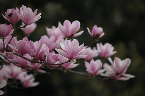 【大美广东】Begin your romantic early spring journey with the Yulan magnolia flowers and Sakura trees in Liuxi River National Forest Park  玉兰与樱花共绽，流溪河国家森林公园开启早春浪漫之旅