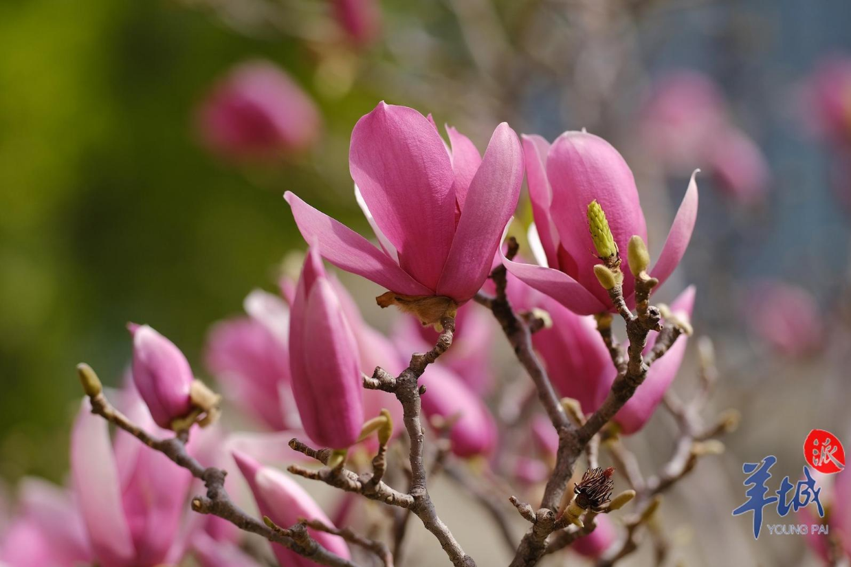 【大美广东】The blooming purple magnolias enchant the city of Guangzhou  广州：辛夷花开惹人醉