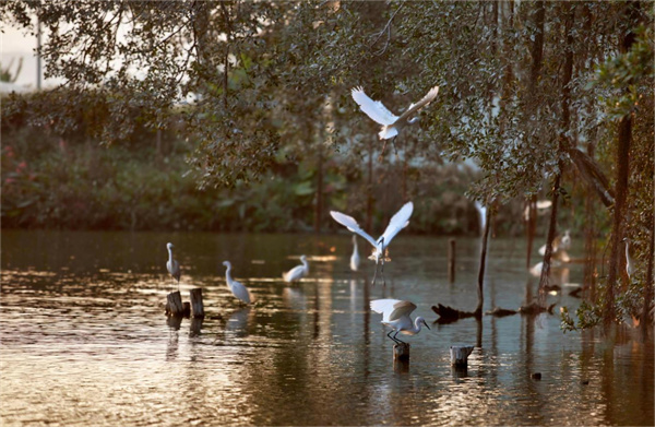 【大美广东】Let’s go to Gulao Water Town together to enjoy the sight of egrets flying together  赴古劳水乡之约，赏白鹭齐飞之景