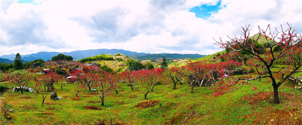 【大美广东】10,000 Acres of Peach Blossoms in Heyuan Lianping Celebrate Spring's Arrival  河源连平万亩桃花迎春绽放