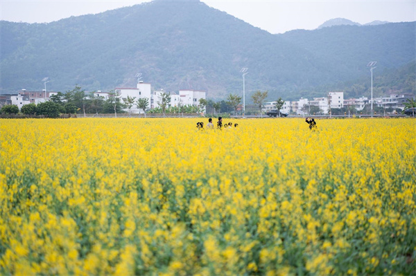 【大美广东】A Golden Date with Rapeseed Flowers in Yunan, Yunfu This February  二月来云浮郁南赴油菜花之约