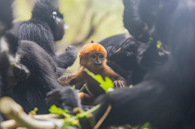 【大美广东】Debut of a Newborn! Rare Francois' Leaf Monkey Greets Visitors in Guangzhou