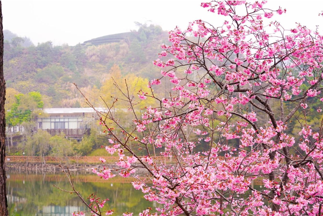 【大美广东】Jiexi: cherry blossoms blooming profusely in Springtime  揭西：樱花盛放春意浓