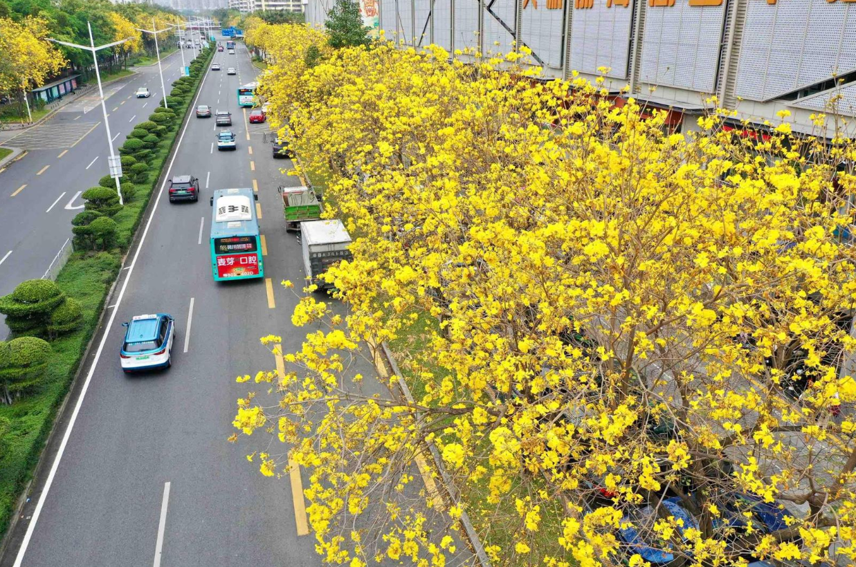 【雲上嶺南】The spring beauty of Jiangnan is at its peak – don't miss the chance to appreciate the flowers  江南春色好，赏花正当时