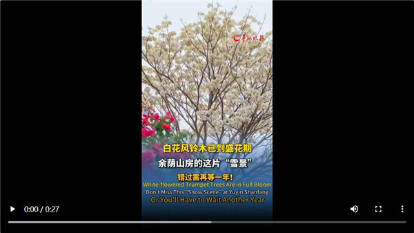 【大美广东】2025 Spring in Guangzhou: Trumpet Trees in Full Bloom, A Limited Spring Beauty Unfolds 2025羊城春色：广州风铃木盛放，春日限定来袭