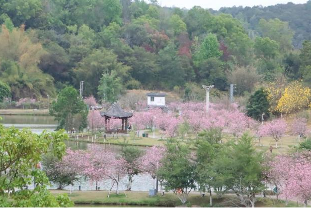 【大美广东】Yunfu Yunan: Spring Vitality Blooms in Profusion  云浮郁南：春意盎然繁花盛