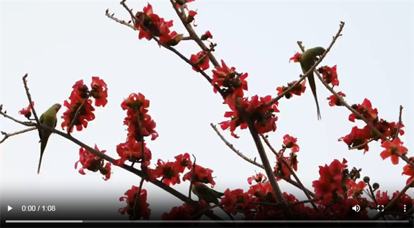 【大美广东】When Kapok Blooms, Birds Flock  木棉花开百鸟来