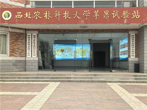 境外媒体采访白水苹果试验站 科技引领苹果产业创新发展