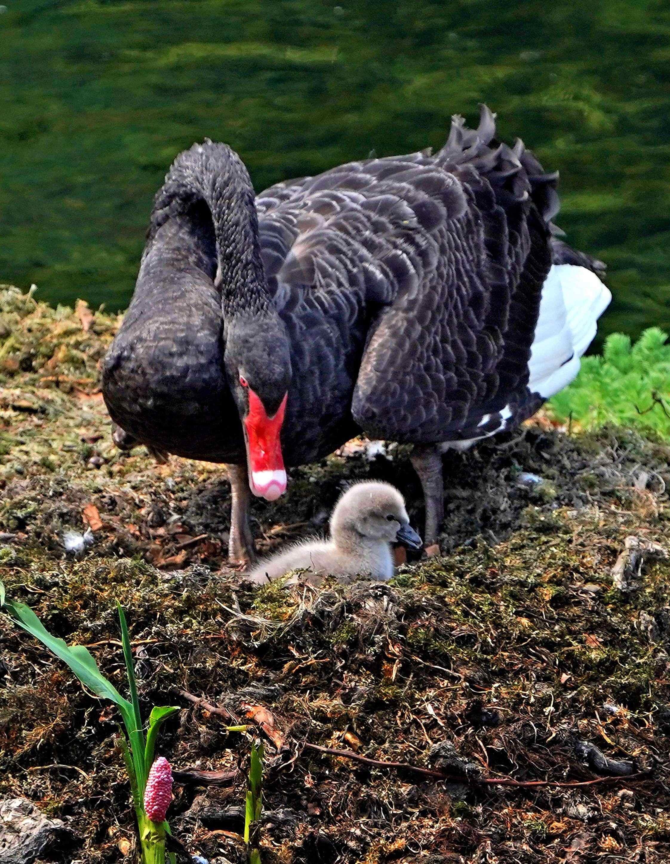 【大美广东】Look! Guangzhou's Dongshanhu Park has welcomed a new fluffy cygnet to its black swan family  瞧！广州东山湖公园黑天鹅家族“添丁”
