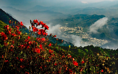 【大美广东】Exclusive Photos: Encounter the Wild Azalea in China's 'Hometown of Plums'  美图直击，到“中国李乡”邂逅高山野生杜鹃花海