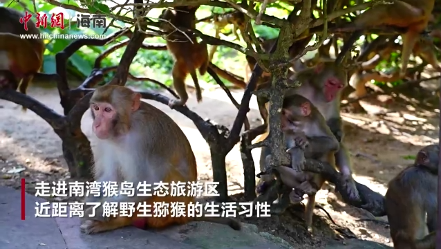 何以中国·行走海南｜在南湾猴岛感受人与自然的和谐共生