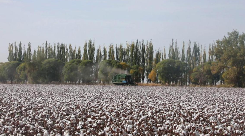 七十载绿洲耕耘 库车农业的蜕变与振兴之路