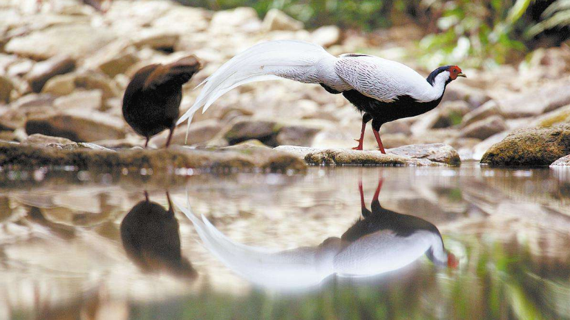 BBC documentary captures Guangdong's wild side
