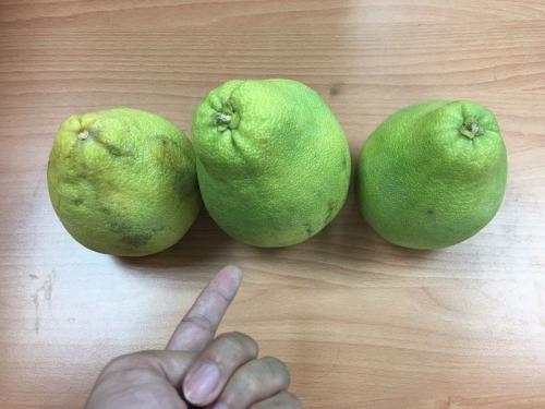 台湾中秋送礼有禁忌 上班族最不想收文旦柚