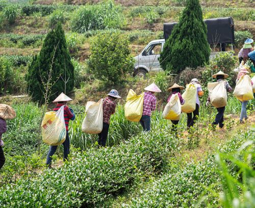 日本人追捧中国茶叶：来自中国福建省是质量保证