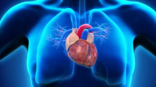 新研究：特定胎盘干细胞可修复受损心脏