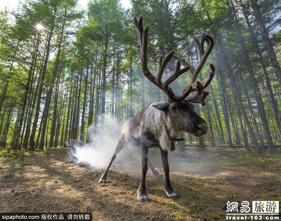 “圣诞老人故乡”气温飙升 驯鹿热得跑到海滩避暑