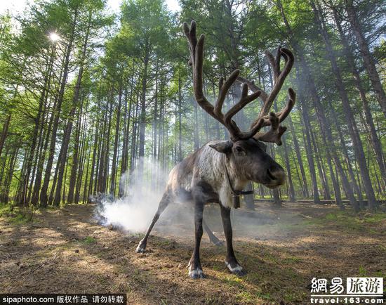 “圣诞老人故乡”气温飙升 驯鹿热得跑到海滩避暑