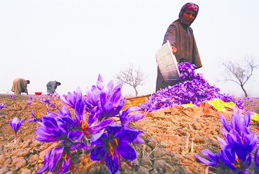 在伊朗听藏红花的古老传说